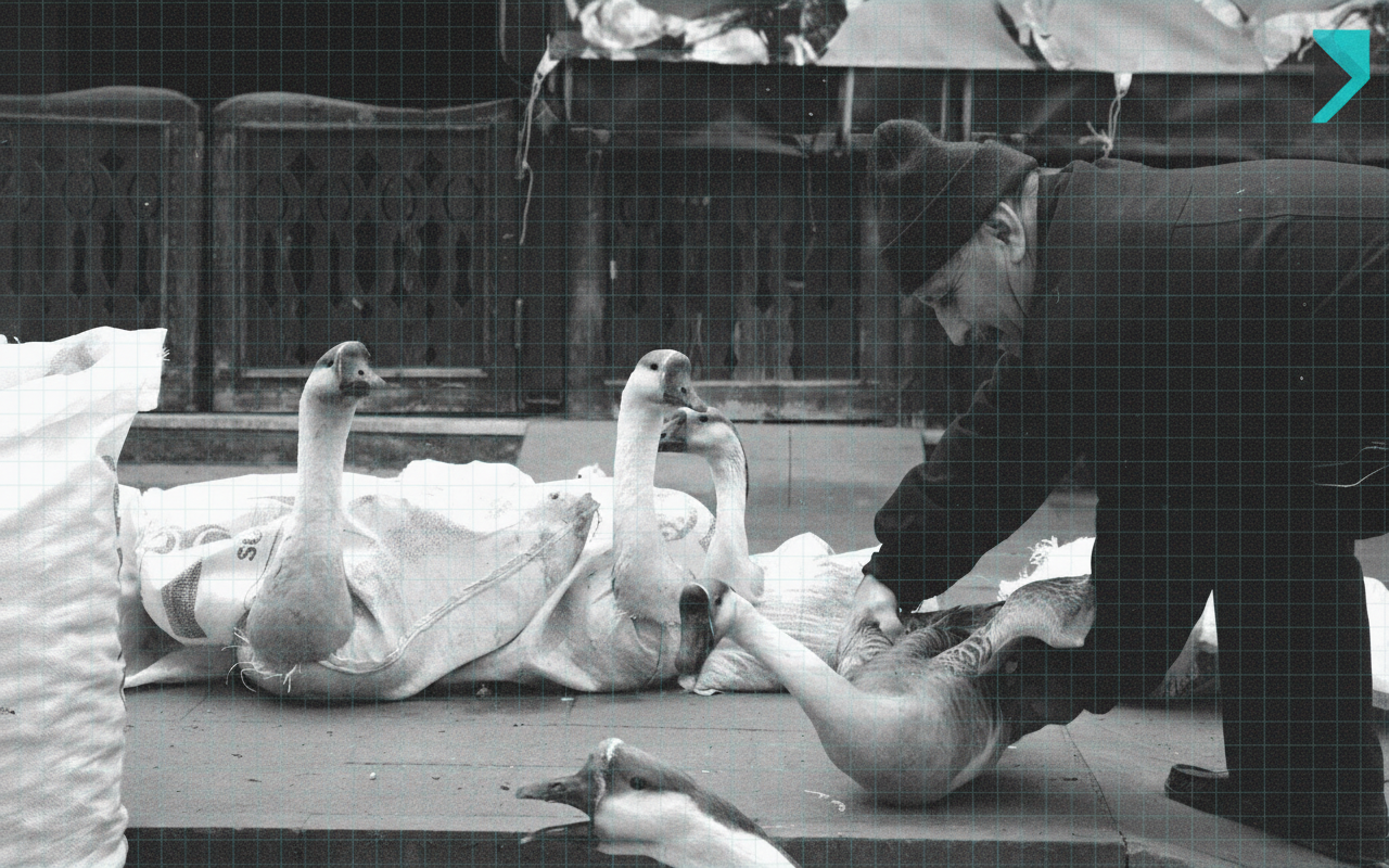 Reece Group's FY25: Is It Really Market Mayhem?